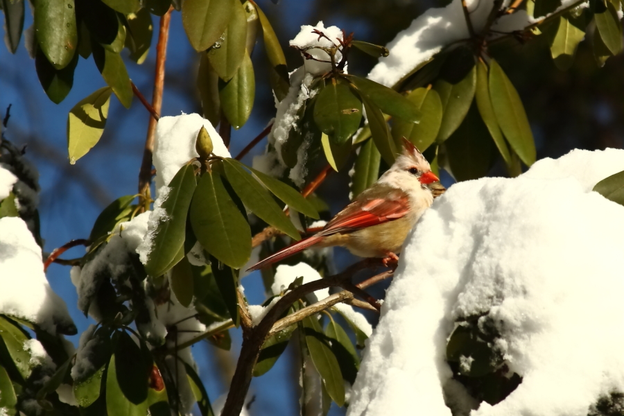 2013 02 09 IMG 4205e